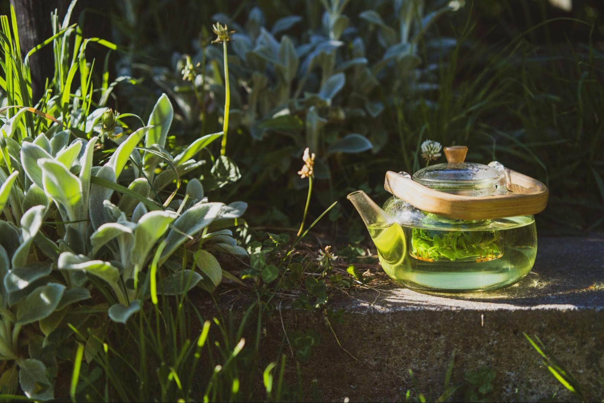 Why Most Green Tea Supplements Don't Deliver (And What the Science Says About Absorption)