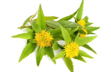 Is Salidroside Superior to Rhodiola Rosea?