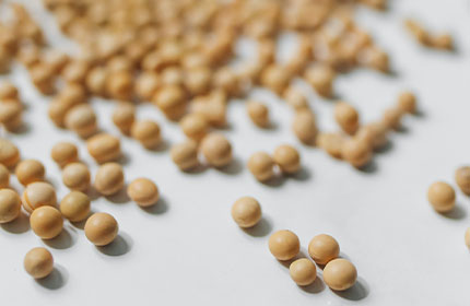 Soy protein and its effects on testosterone